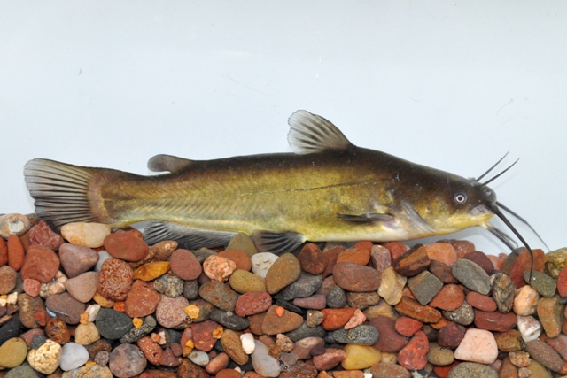 Bullhead Minnow- Ohio Fish Guide