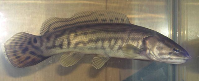Bowfin- Ohio Fish Guide